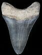 Serrated, Juvenile Megalodon Tooth #56529-1